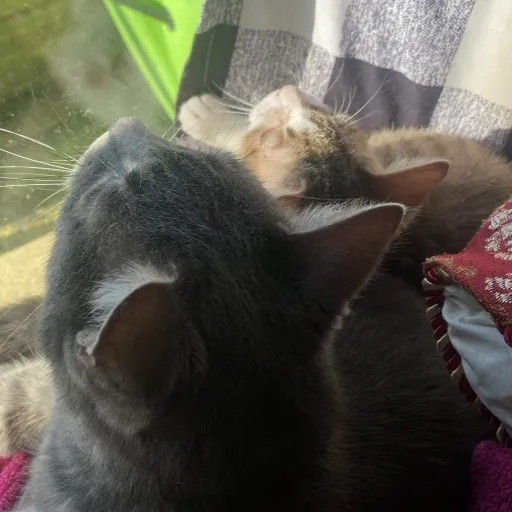 creator I love cat🐈😁's avatar