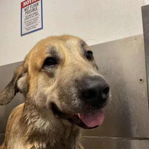 creator BigDawg_machine844's avatar