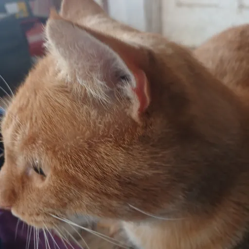 creator Rose697's avatar