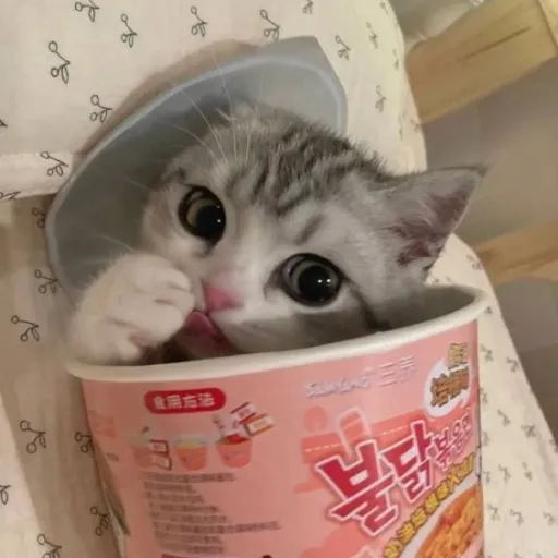 creator Bangtang beauty 💕's avatar