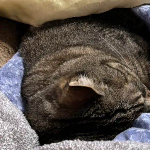 creator Talkior-gOLO1q7q's avatar