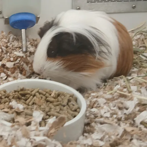 creator your therian kid🟫🐺's avatar