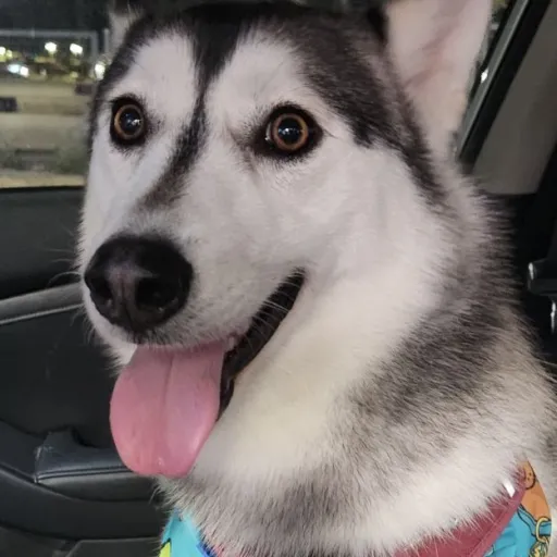 talkie's author avatar