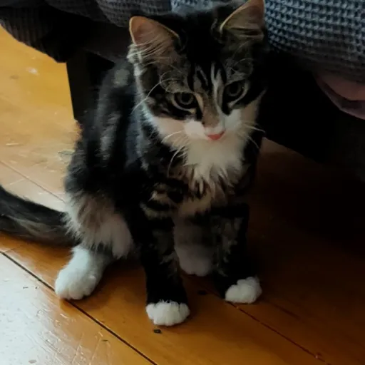 creator Livvy29's avatar