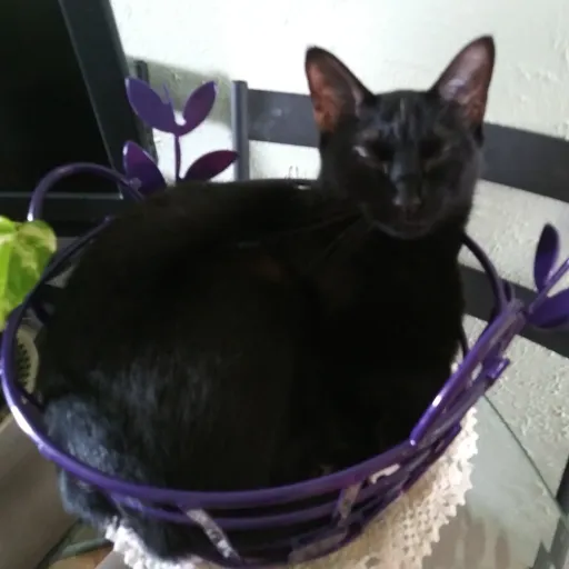 creator 🦌🦚💃🏻🍁🌺Marlie🌺🍁💃🏻🦚🦌's avatar