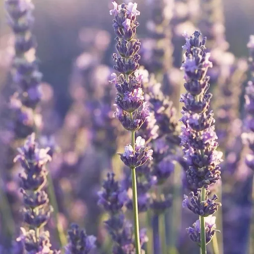 creator Just another girly's avatar