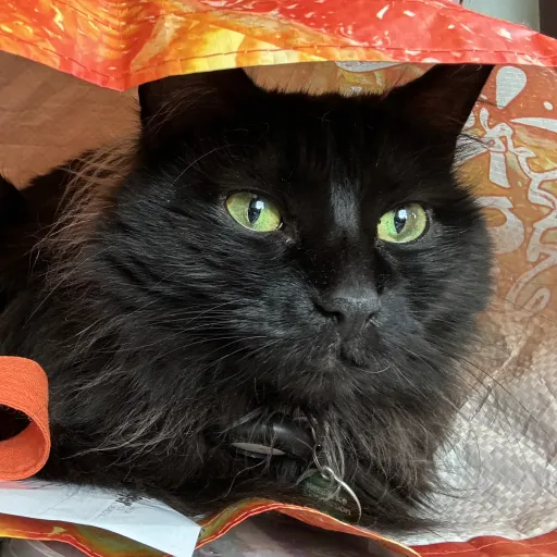 talkie's author avatar