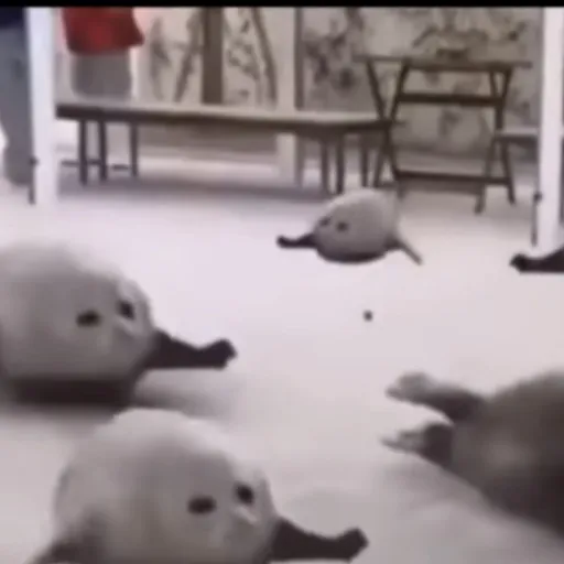 creator seal family's avatar