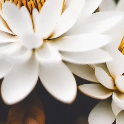 chat with ai character: Evelyn