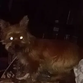 creator JJDk's avatar