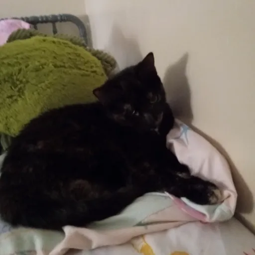 creator Talkior-RFlLGMiG's avatar