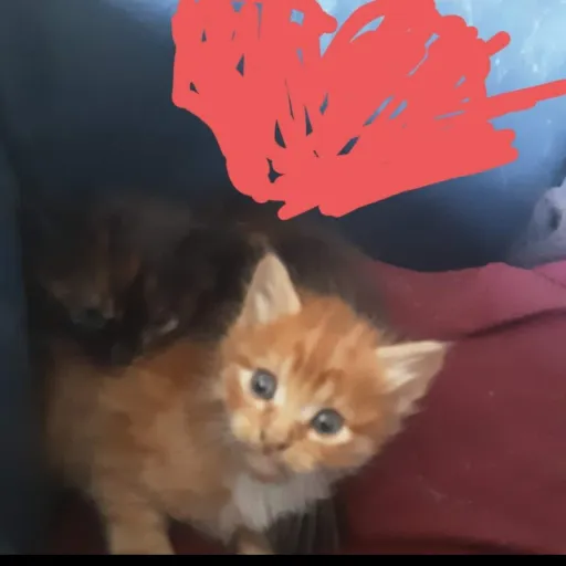 creator Greendeman's avatar