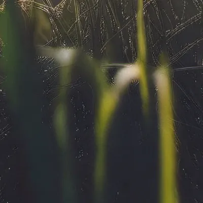 chat with ai character: Sergeant Grass