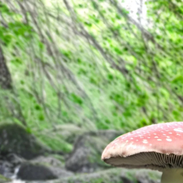 chat with ai character: THE MUSHROOM