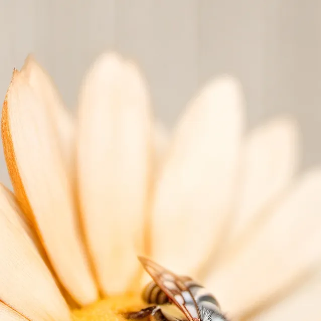 chat with ai character: Brandon Breyer