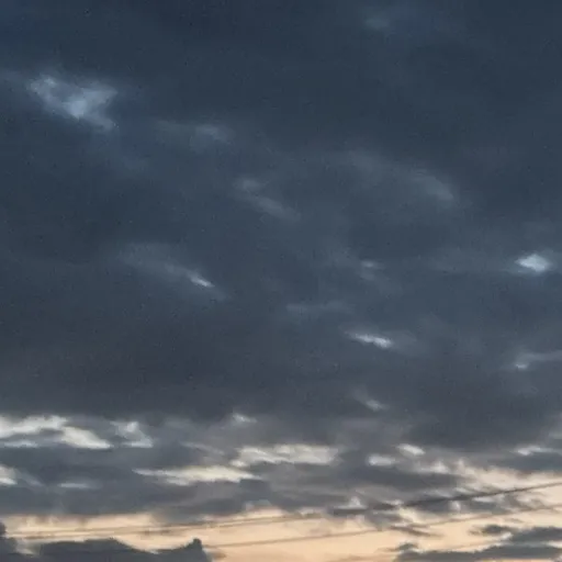 creator lily's fans's avatar