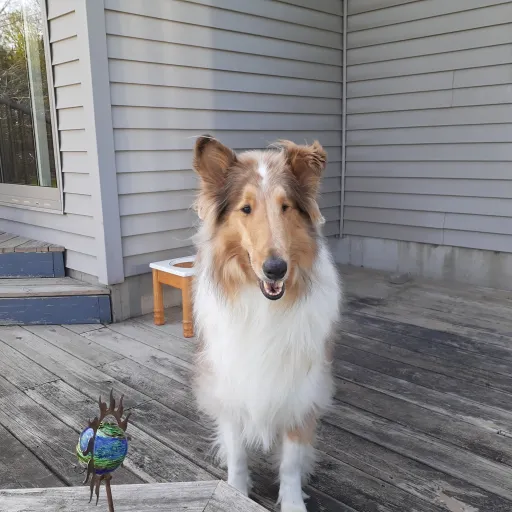 creator Zane_666's avatar