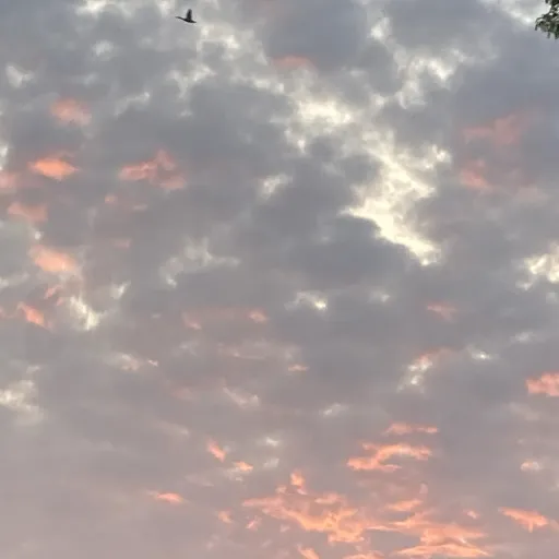 creator Rain the pain's avatar