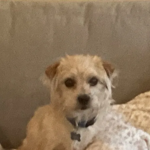 creator Animal kingdom 🫡's avatar