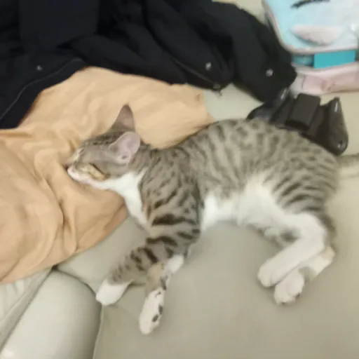 creator Talkior-fPQBnIkN's avatar