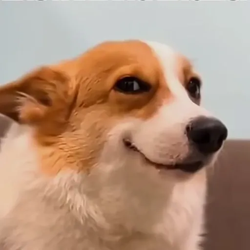 creator LOLZ_YT's avatar