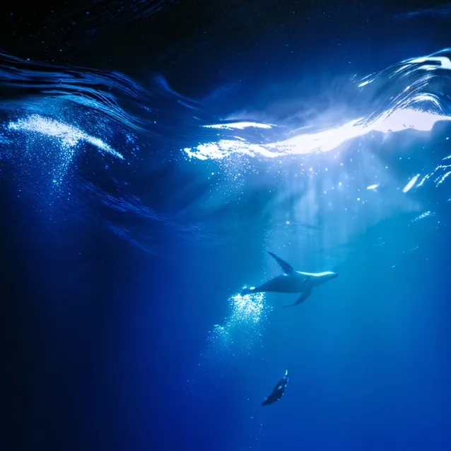 chat with ai character: Drowning Darks Sea