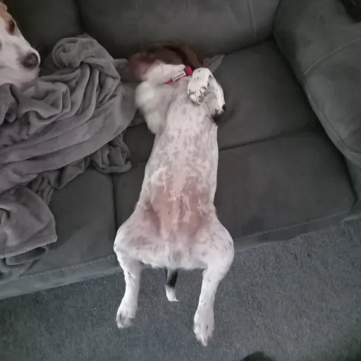 creator violet bird's avatar