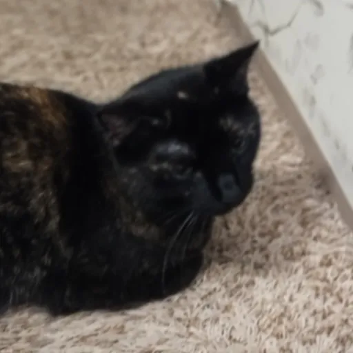 creator dragonbalperson684's avatar