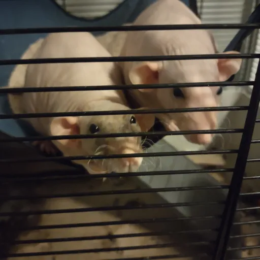 creator rat lover's avatar