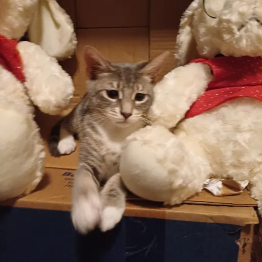 talkie's author avatar