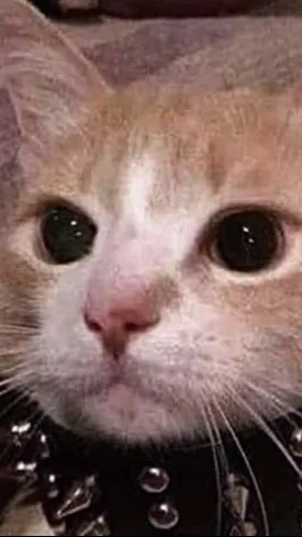 ai character: ((Pebblesonas)) background