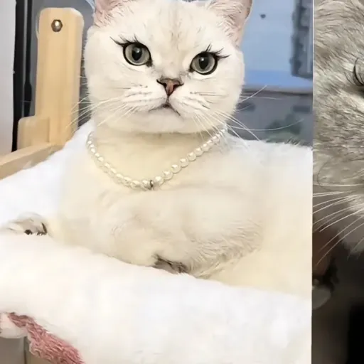 creator May_324's avatar