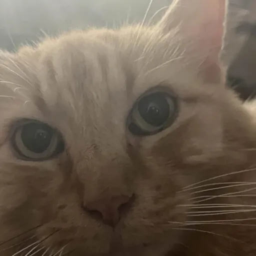 creator kitycat's avatar