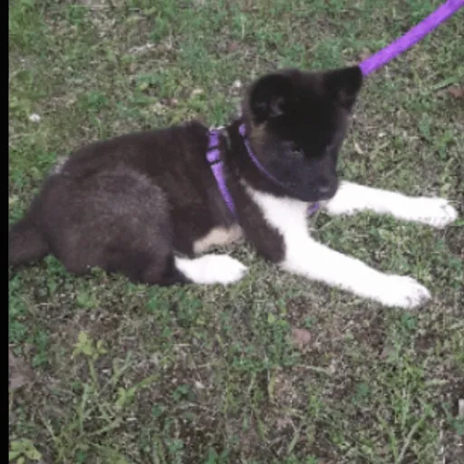 creator doglover64's avatar