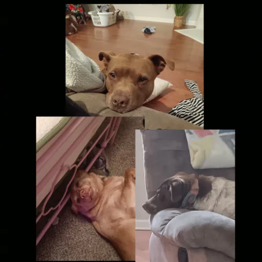 creator ✨🥰Ilovemydogs🥰✨'s avatar