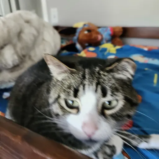 creator vinsin's avatar