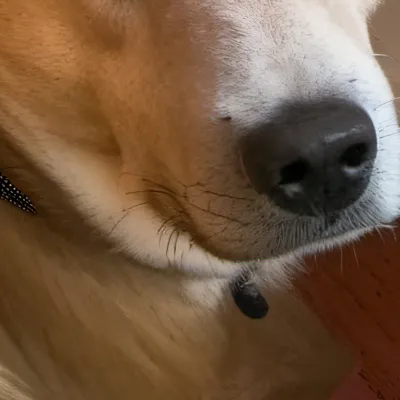 chat with ai character: Rosie