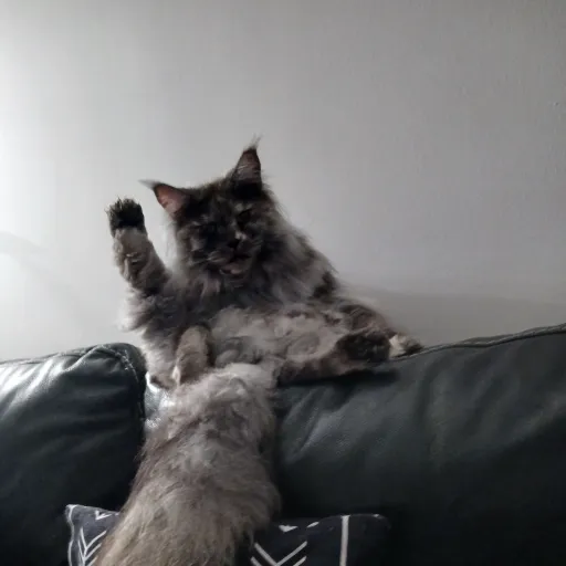 talkie's author avatar