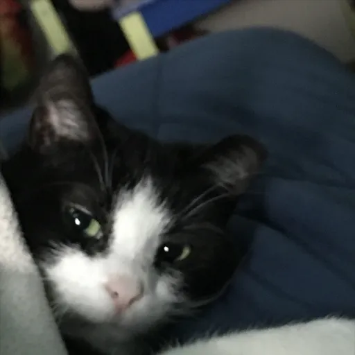 talkie's author avatar