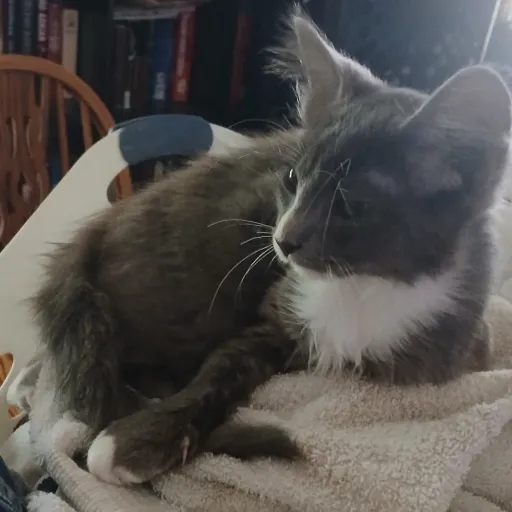 creator 🩸<toga>🩸's avatar