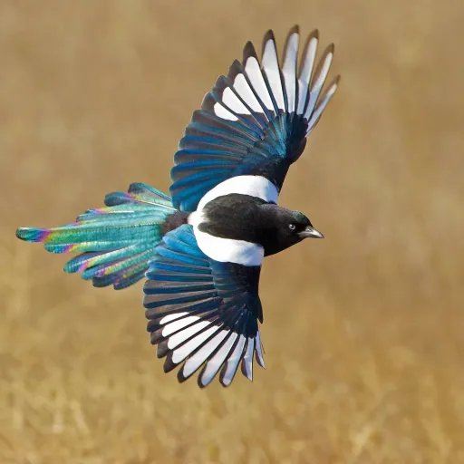 creator justanotheraceuser's avatar