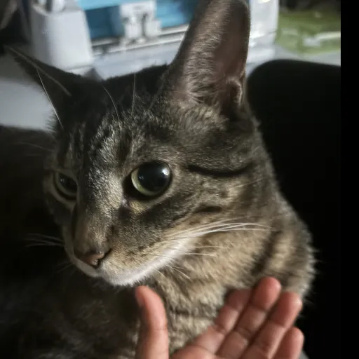 creator ~Cookie Monster~64's avatar