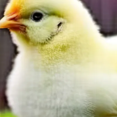 chat with ai character: Baby chicken