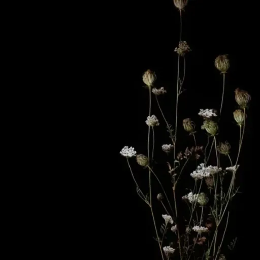 creator mari !!'s avatar