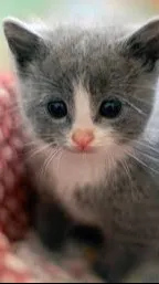 ai character: stray kitten background