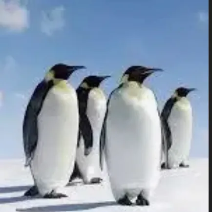 creator 3036's avatar