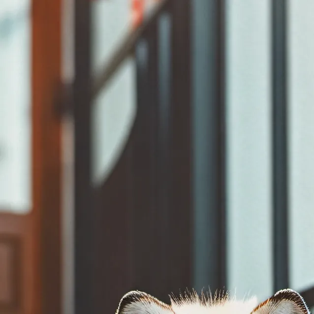 chat with ai character: Arctic fox cub