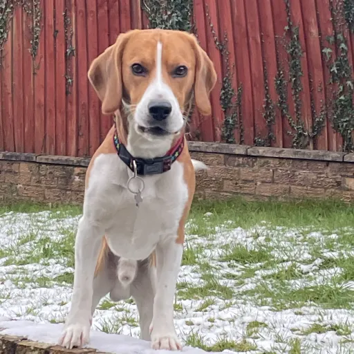 creator 🩶Theatre_Kid🩶's avatar