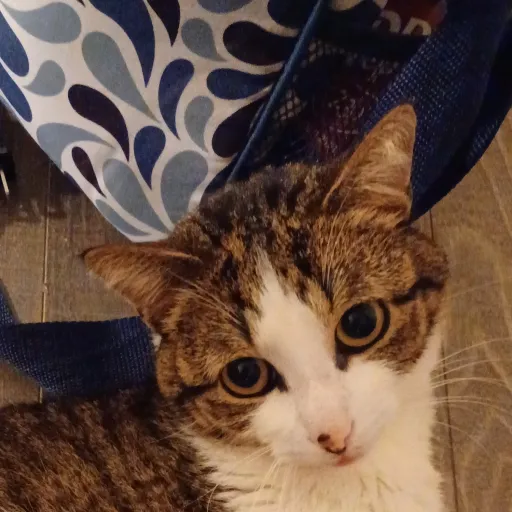 creator Lirix's avatar