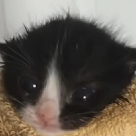 creator Ultra M's avatar